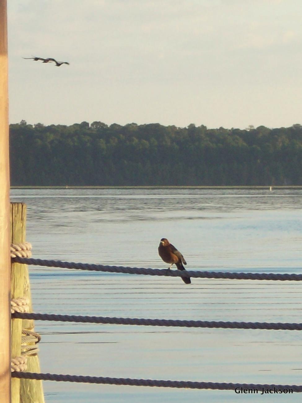 Boat Dock